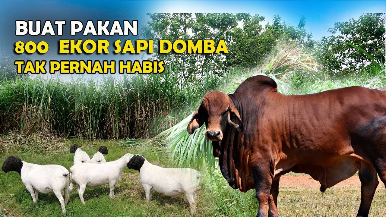 BANK PAKAN SAPI KAMBING TERBESAR, DI PANEN TIAP HARI TIDAK PERNAH HABIS