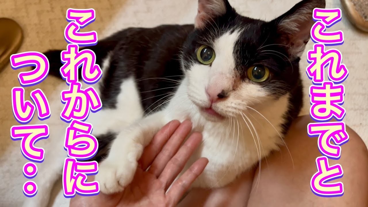 このチャンネルのこれからについてーれいちゃん奇跡の瞬間を添えて…【猫のれいちゃん】