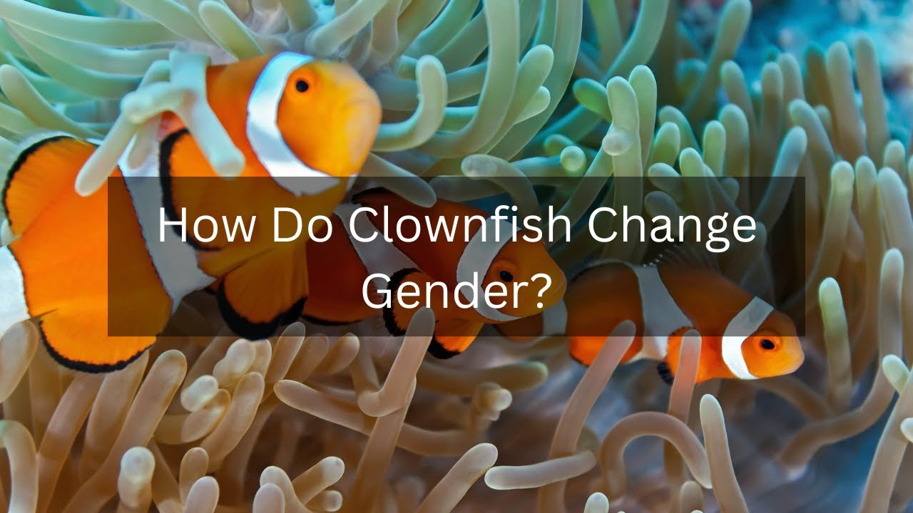 How Do Clownfish Change Gender?