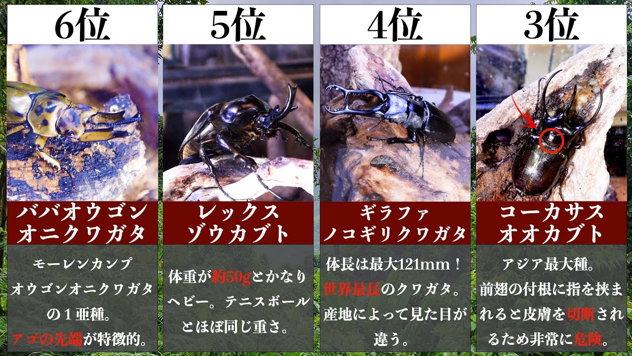 最も人気のあるカブトムシ・クワガタムシトップ10