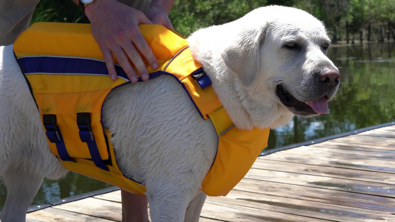 BAYDOG | Monterey Bay Offshore Lifejacket