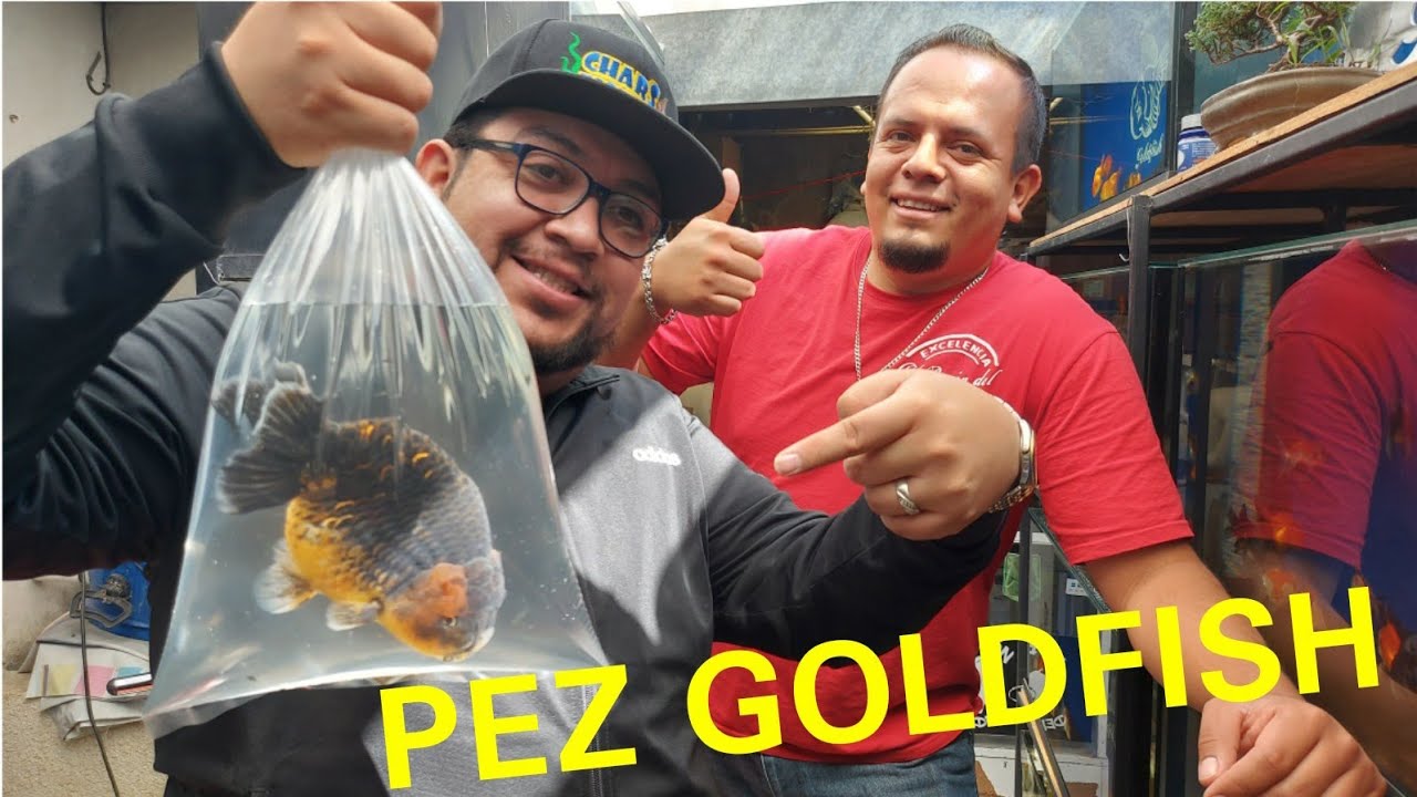 Pez Goldfish: ¿El Pez más Facil Cuidar en los Acuarios? ft El Baron del Goldfish (Chars Fishers)