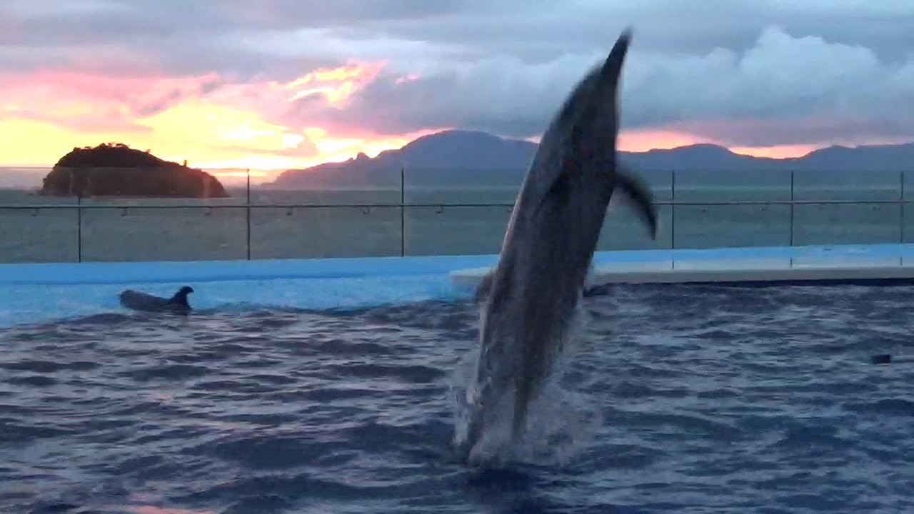 夜の水族館、楽しんで　イルカショーも　四国水族館が開館延長