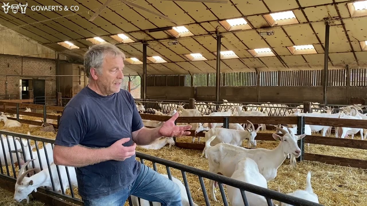 Ammoniakreducerende maatregelen voor biologische melkgeiten in beeld