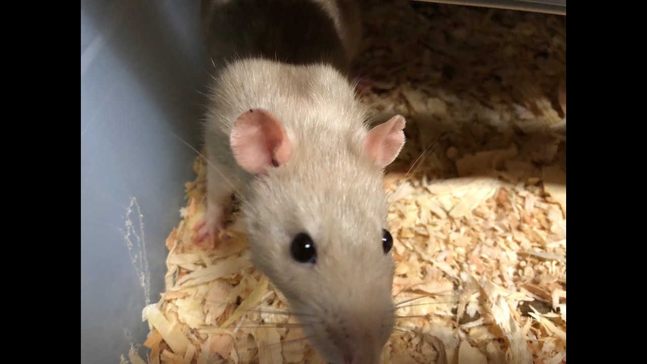 Keeping your rat breeding production up