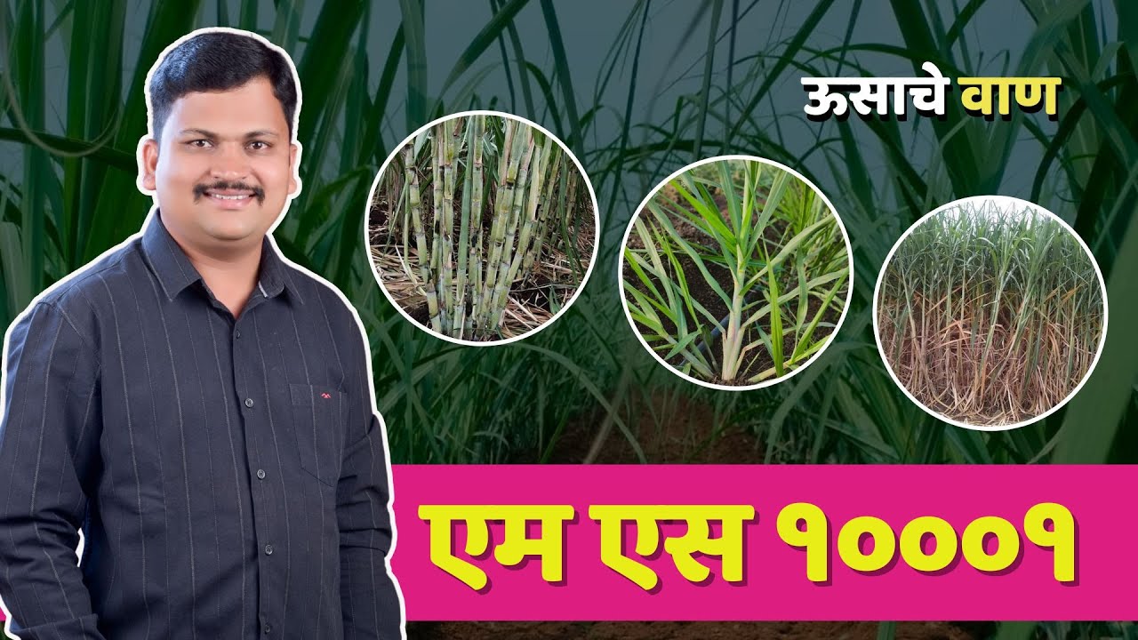 एम एस १०००१ | ऊस वाण माहीती | Ganna Master | Sugarcane Variety |
