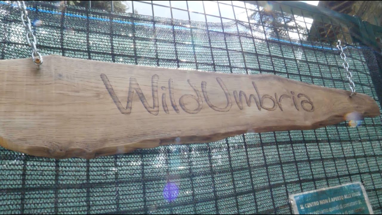 WildUmbria, una giornata tra i volontari che salvano gli animali selvatici feriti - UmbriaTv