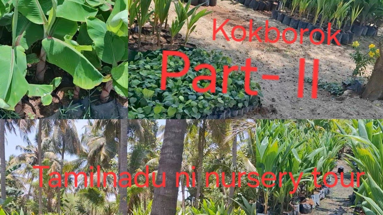 Coconut Farming Ideas in Tamil Nadu: Pasumai Bhumi Bio Organic Research Centre Tour (Part 2)