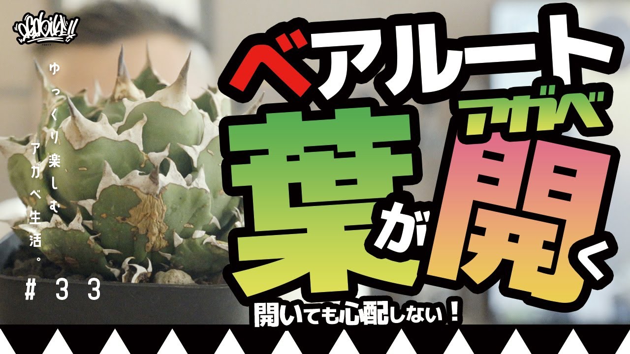 アガベのベアルート株の葉が開いてしまう！そんな時はどうしたらイイのか？