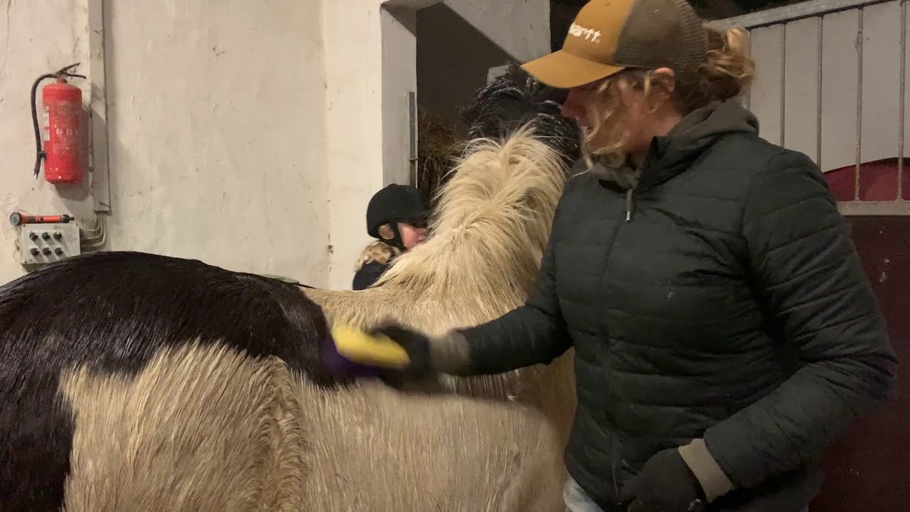 At strigle en hest    og en islænder