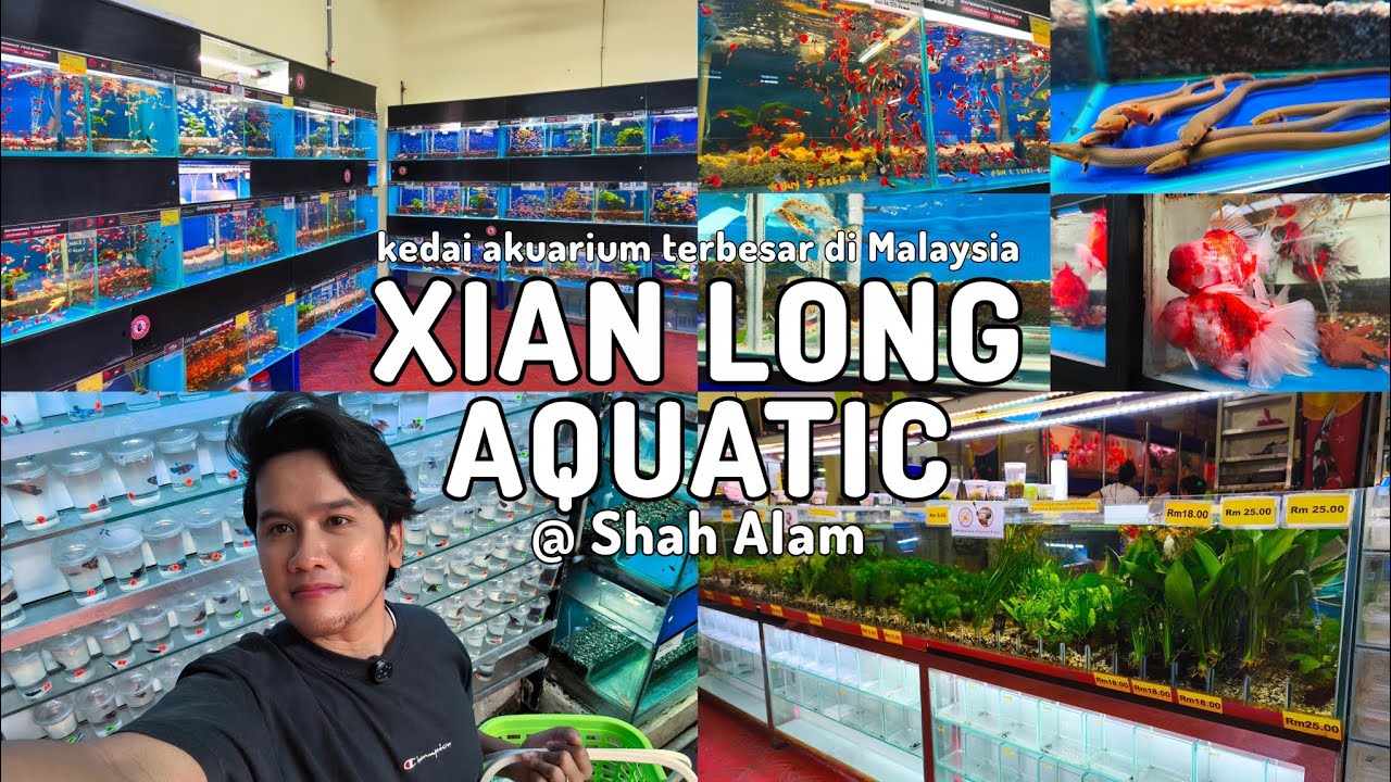SHOPPING IKAN PERHIASAN DI XIAN LONG AQUATIC | KEDAI AKUARIUM TERBESAR DI MALAYSIA 