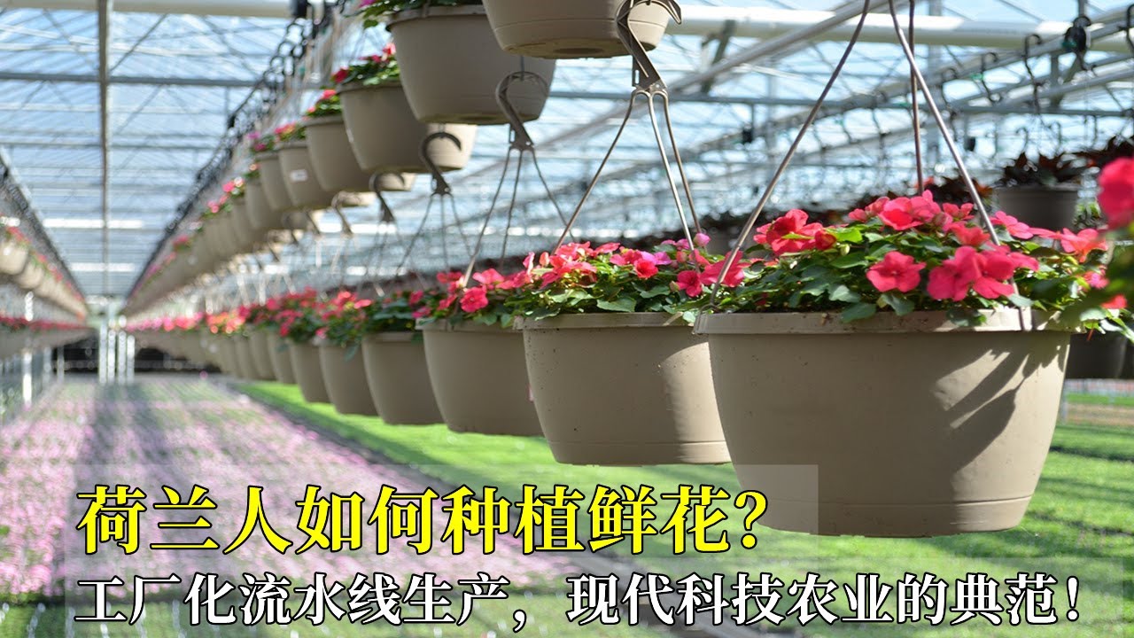 荷兰人如何种植鲜花？工厂化流水线生产，现代科技农业的典范！How do the Dutch grow flowers?