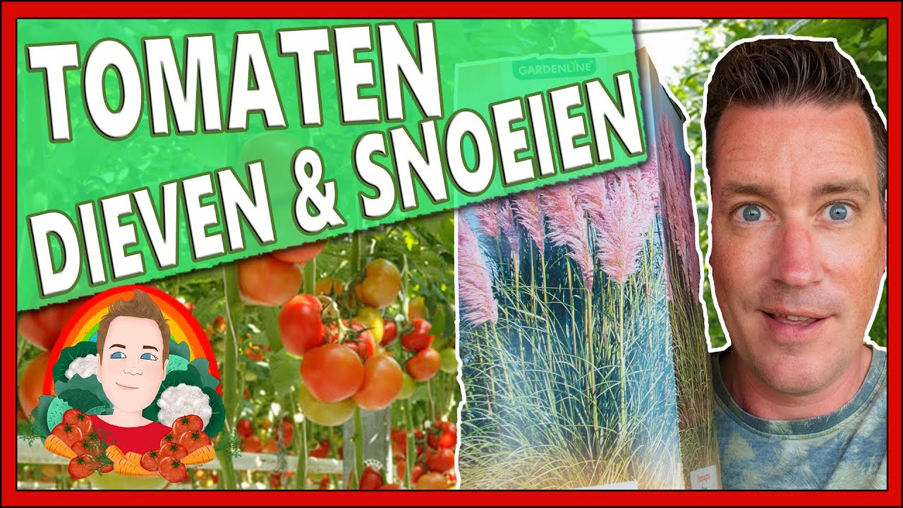 TOMATEN DIEVEN & BLOEMKOOL GEHEIMEN | Moestuin vlog 159 | Pampas gras planten, Roze pampas