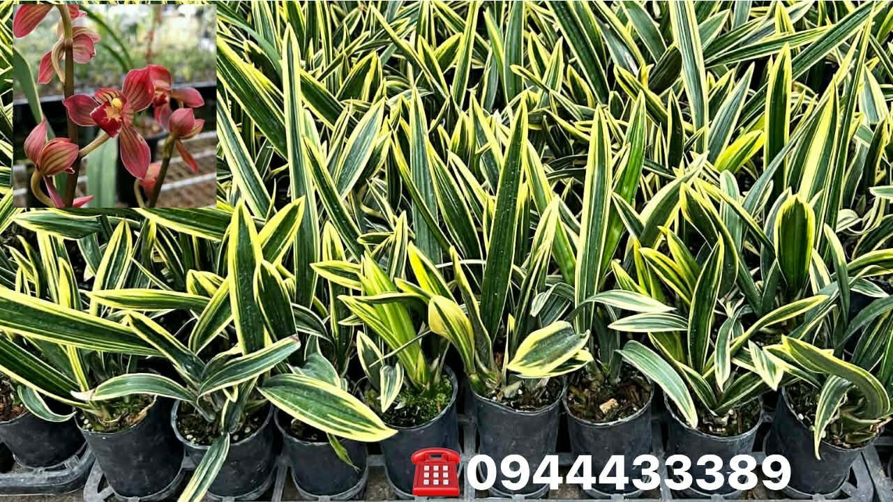 10/3 ĐỊA LAN HỒNG THẦN HÀ , THANH NGỌC, ĐÀO CƠ 0394547221 - 0944433389 || PHONG LAN RỪNG 