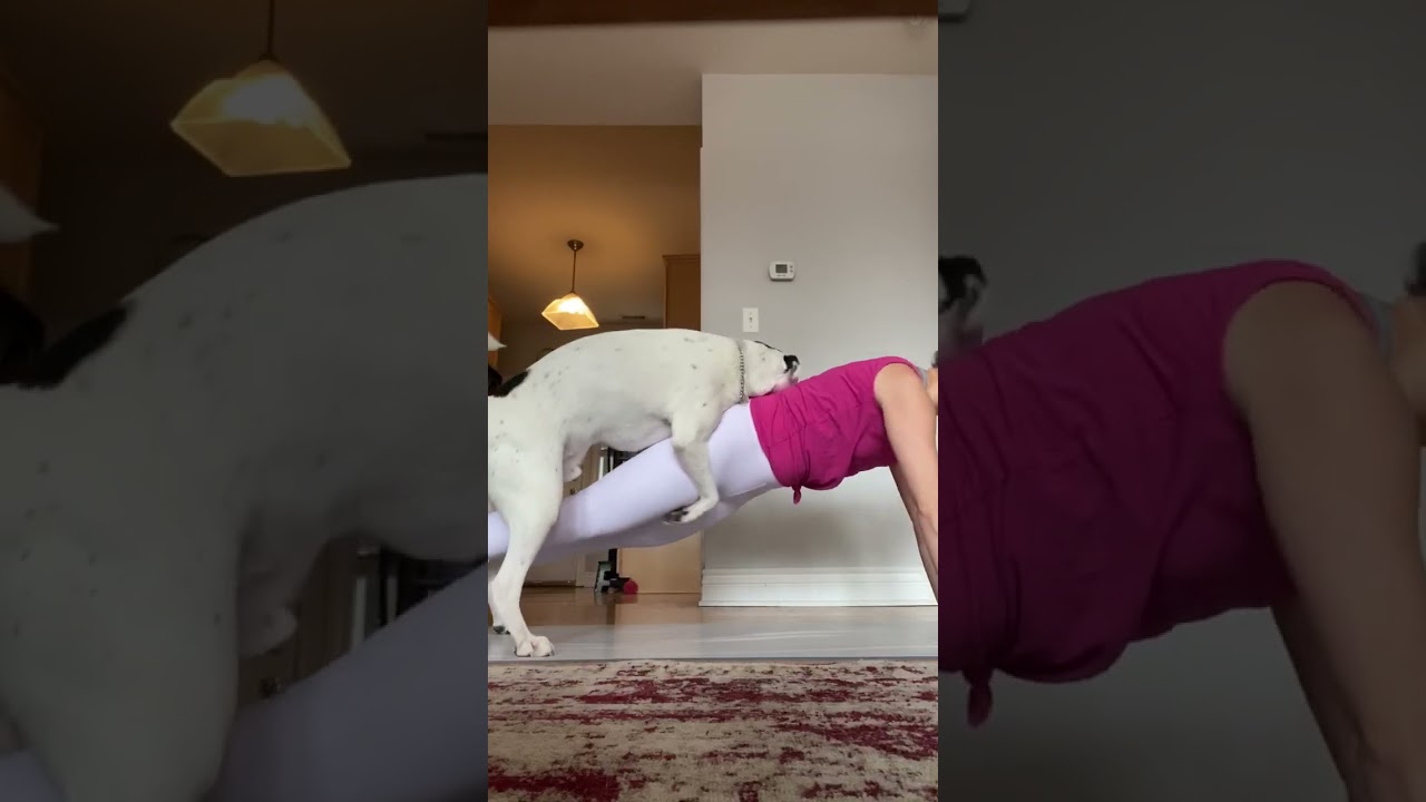 Cheeky dog interrupts workout