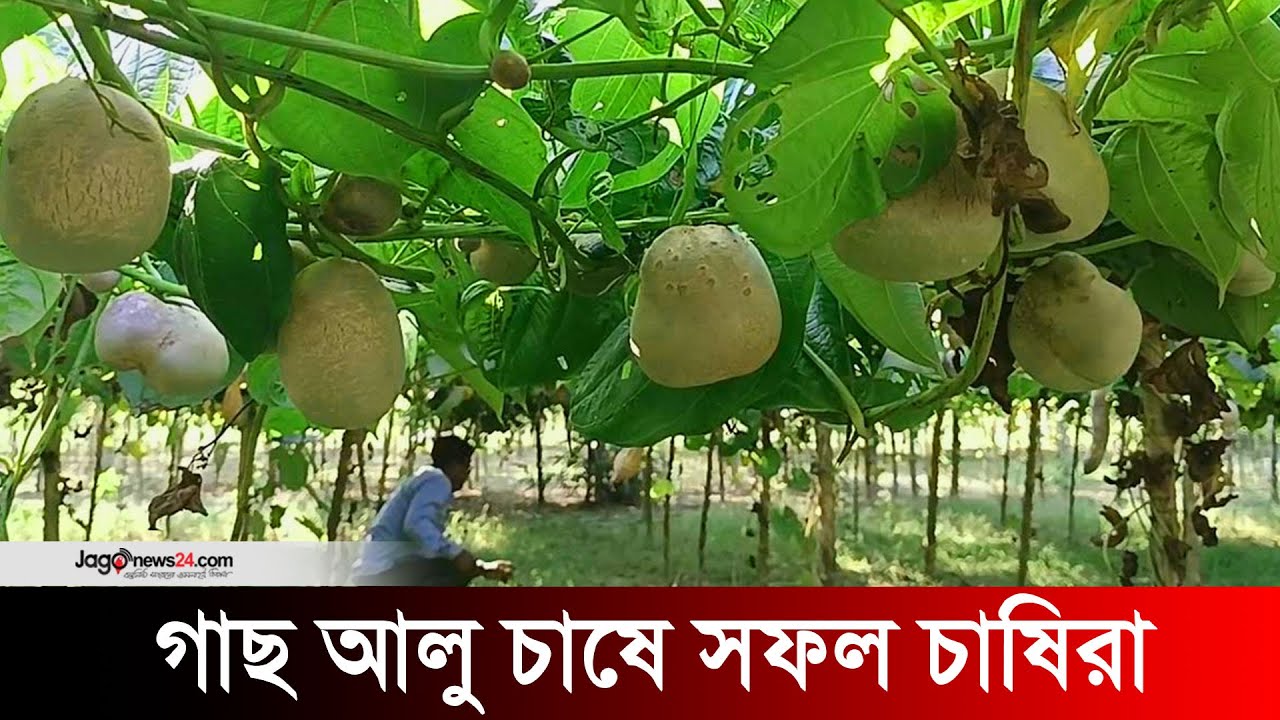 গাছ আলু চাষে কৃষকের আগ্রহ, বাজারমূল্য ২০ কোটি | Plant potatoes