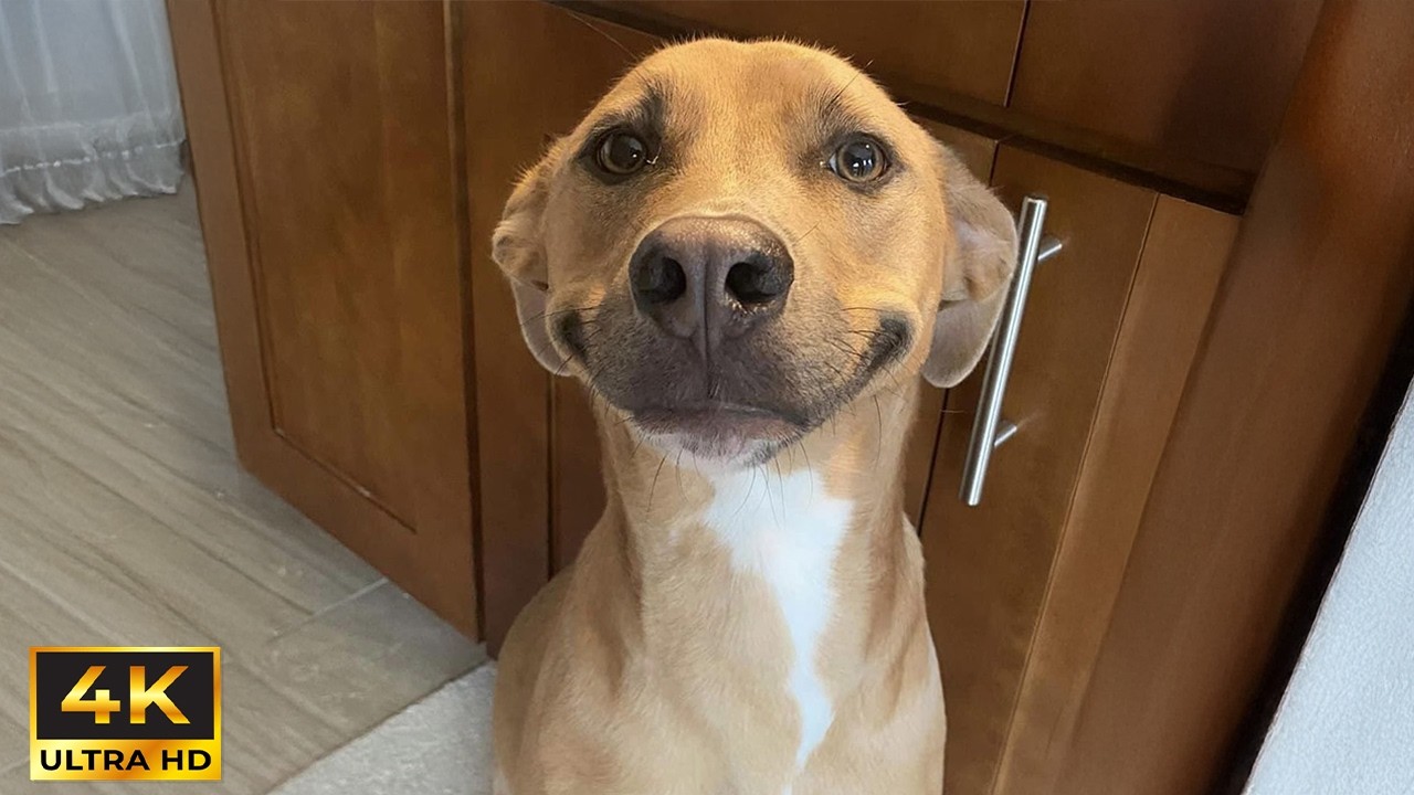 Kiedy Tw&oacute;j szalony pies nagle staje się uprzejmy! 🐶