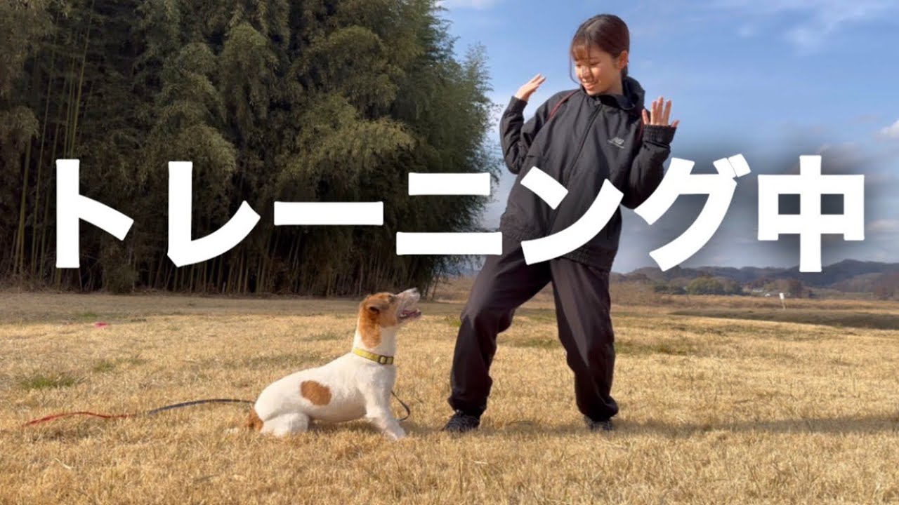 愛犬とわくんのトレーニング【ジャックラッセルテリアとの日常】