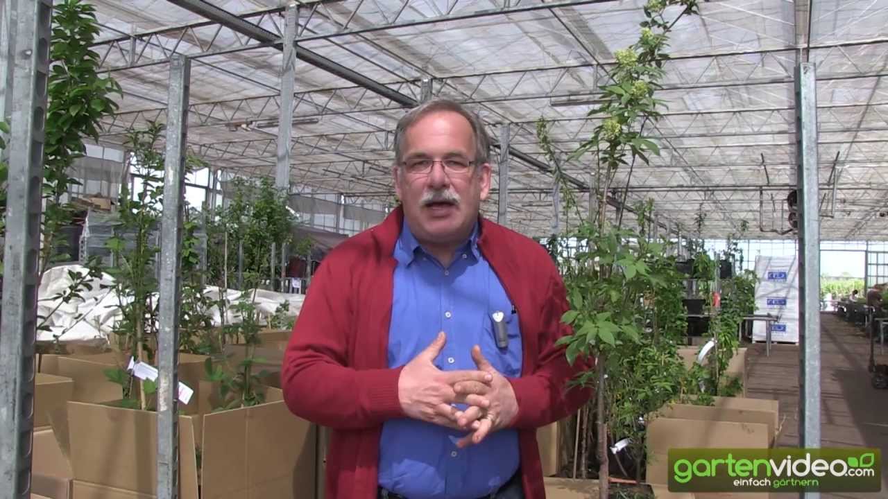 Wildobst - Roter Traubenholunder Anna