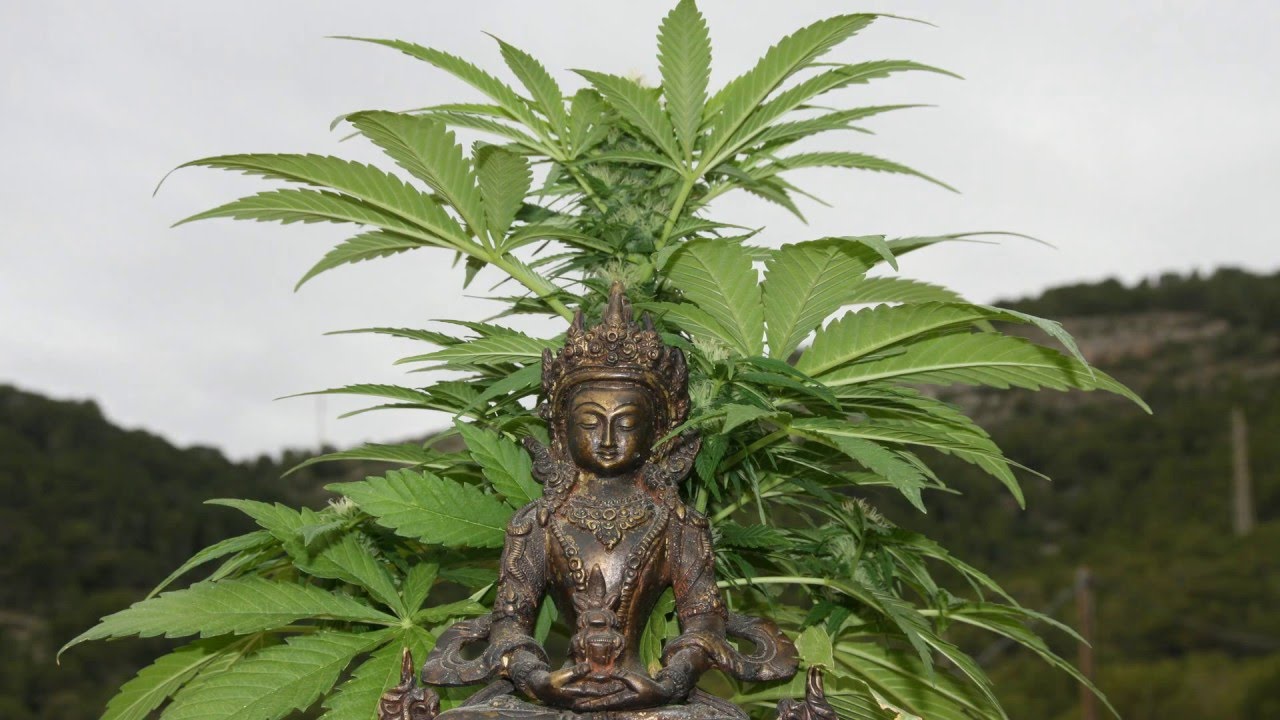 SEGUIMIENTO COMPLETO AMNESIA AUTO CON BAJO CONSUMO, SEMILLA A GRANEL DE GROWBARATO.NET