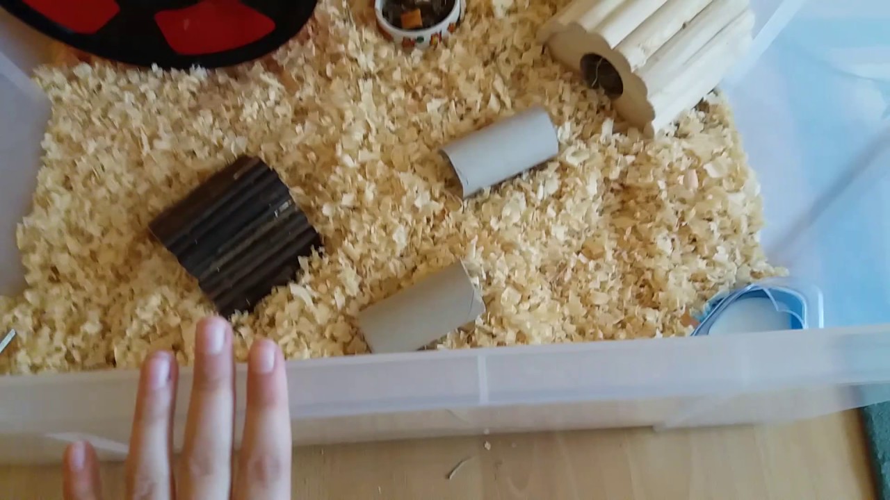 Przygotowywanie samli chomisia 💖