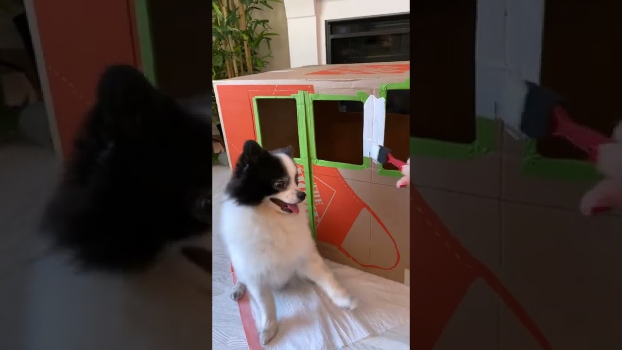 Cutest DIY dog house🐶❤️Huxley is ready for a summer trip #dog #pinterest #puppy #pandapuppy #crafts