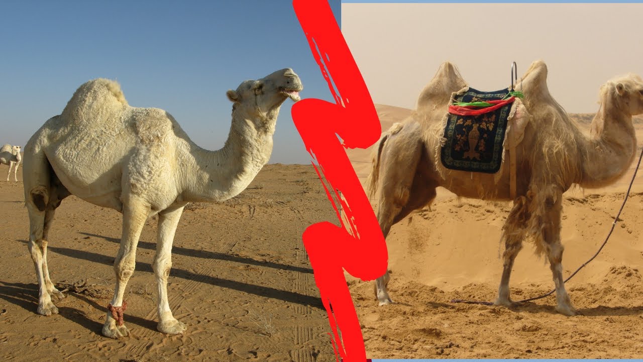 CRI DE CHAMEAUX: CHAMEAU VS DROMADAIRE
