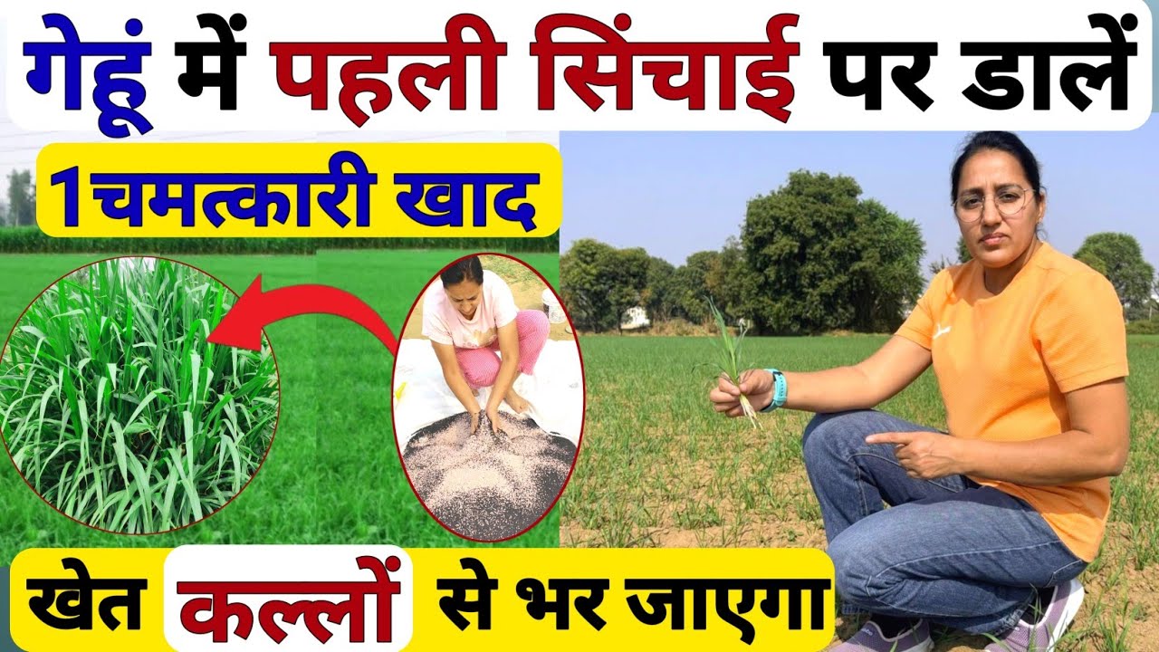 गेहूं मे पहले पानी से तूफानी उपज| Gehu me kale kaise Badhaye | Gehu Me Pahla Pani Kab De |Gehu kheti