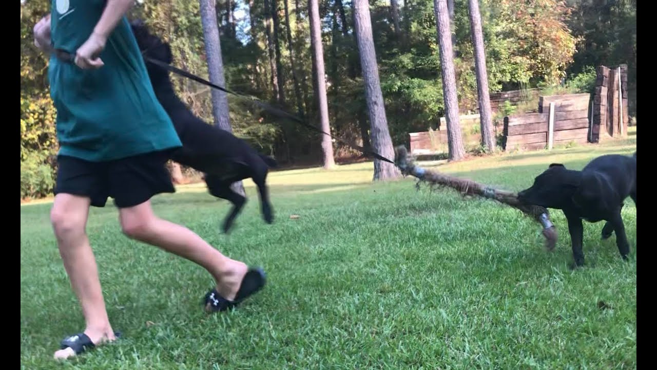 Cobalt & Ebony at 4 months...out of Frankie x Pele - Ep#228