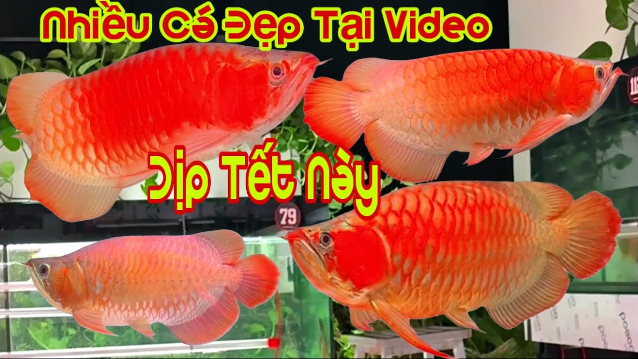 Một Số Cá Rồng Lớn - Siêu Đỏ Và Đẹp - Cho Năm Mới - Cá Rồng Truyền Trần 
