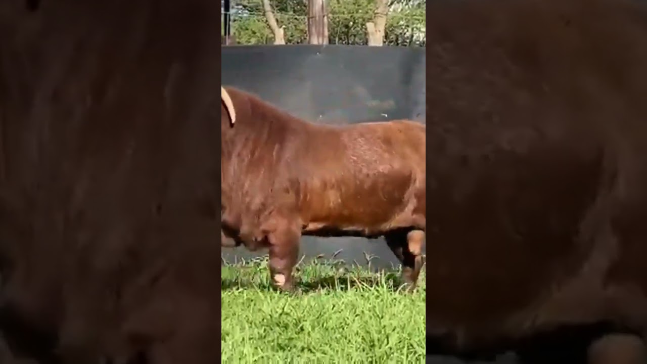 Giant KALAHARI RED Goat |  Available for Sell Contact: 8956646835 | #shorts #boergoat #kalahari
