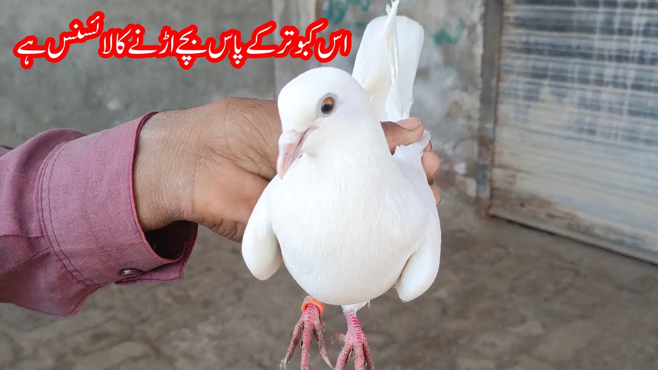 Is Kabootar K Pass Bache Udeny Ka License Hai || Afzaal Pigeons