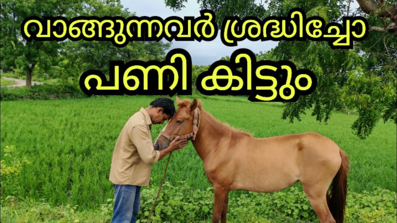 കുതിരയെ വാങ്ങുന്നവർ ശ്രദ്ധിക്കുക|hello kollengode| #1on_trending #horsefan #horse #horserider #viral