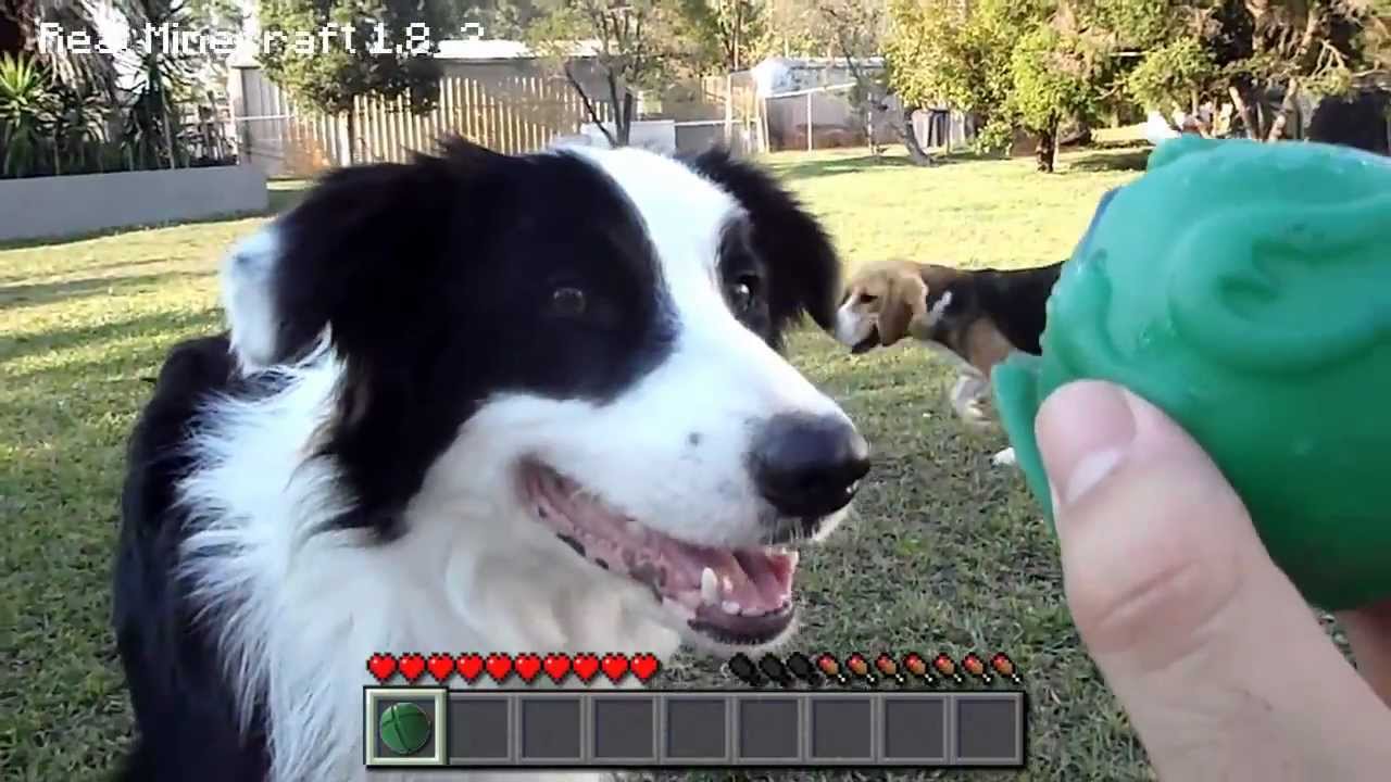 Real Life Minecraft - PUPPY TRIO!