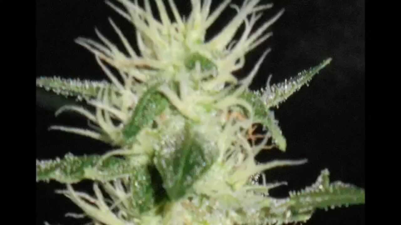 Quantum led grow montage with Helios & Photon led grow lights