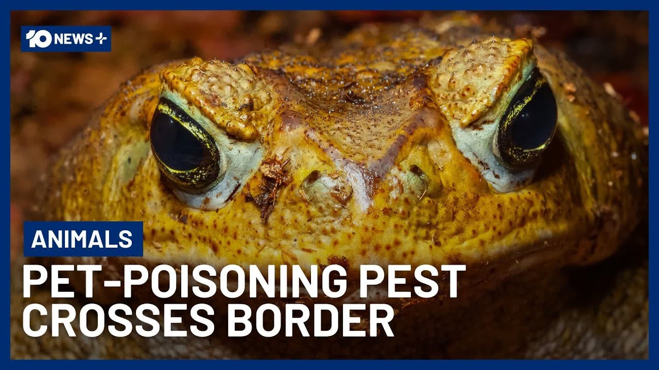 Pet-Poisoning Cane Toads Cross Border Into NSW | 10 News+