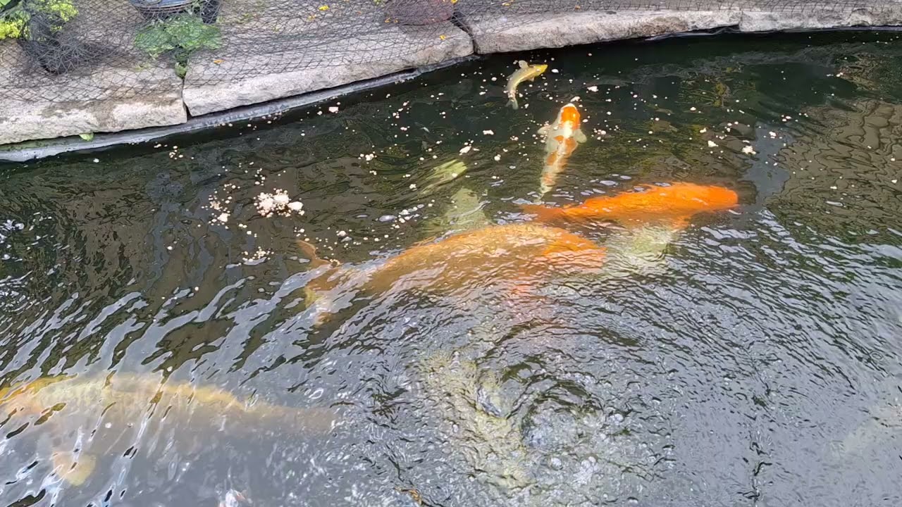 Front pond disaster learn from this 🤬🐟
