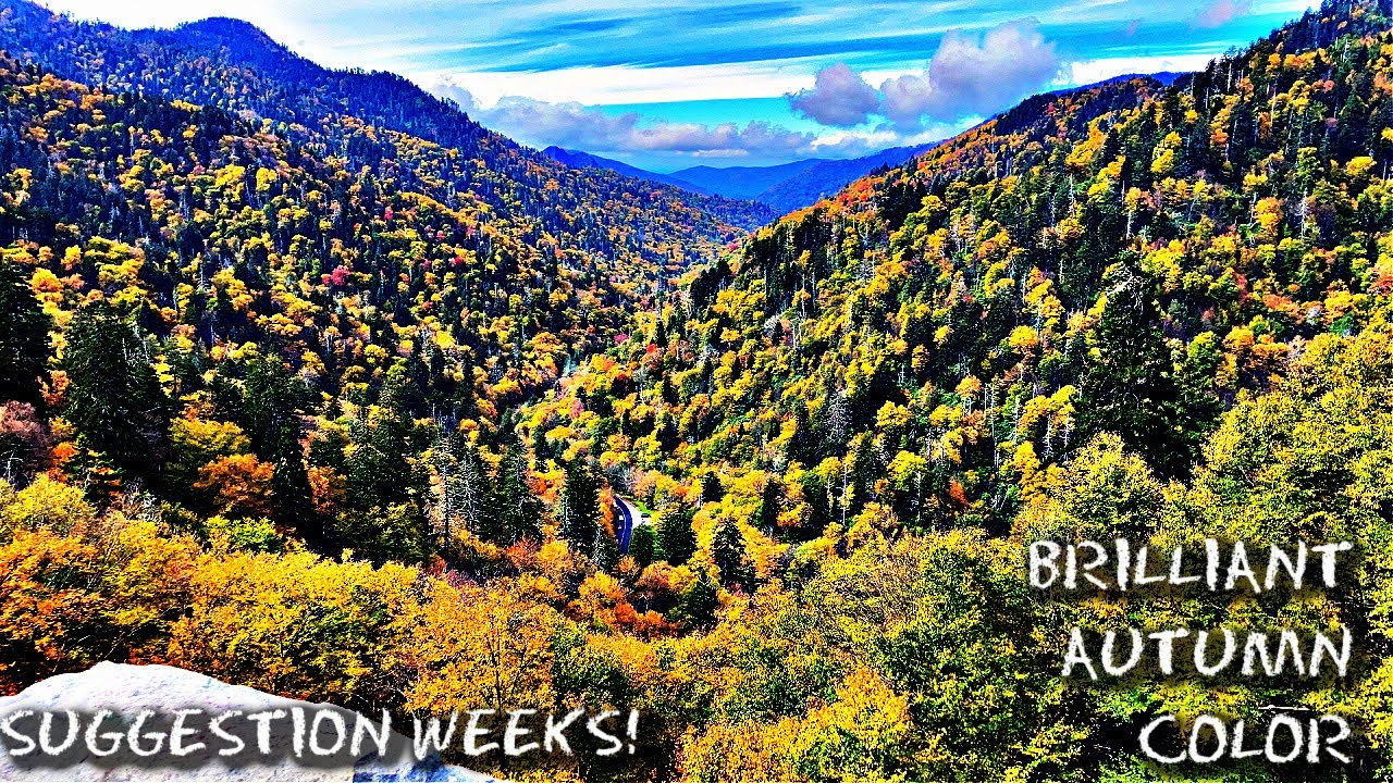 BRILLIANT AUTUMN COLOR Along Newfound Gap Road, Great Smoky Mountains NP