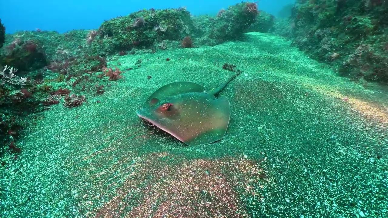 本日の海2026 03 10王の浜・トウシキ　伊豆大島シーサウンド