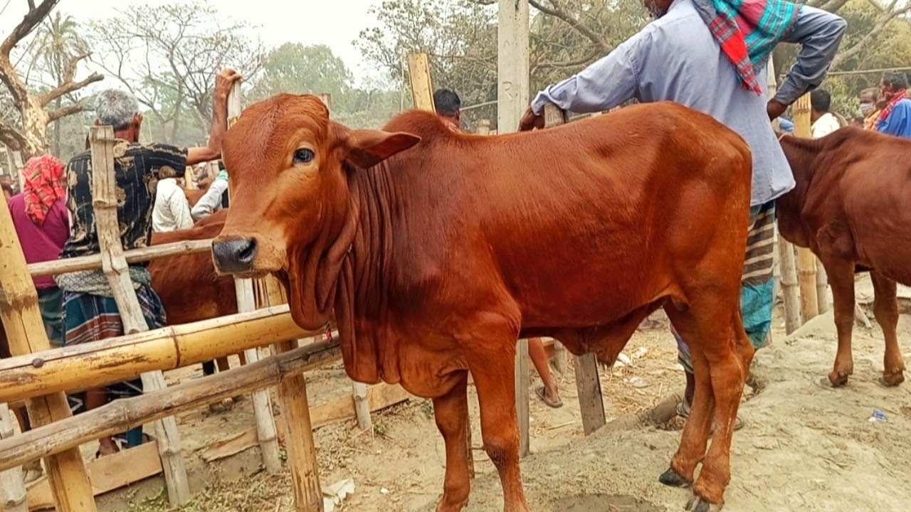 আরিচা গরু হাট😱 গরুর দাম কত#গরু 