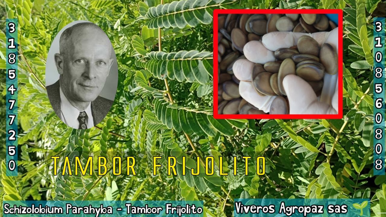Tambor Frijolito, Schizolobium Parahyba, Viveros Agropaz SAS