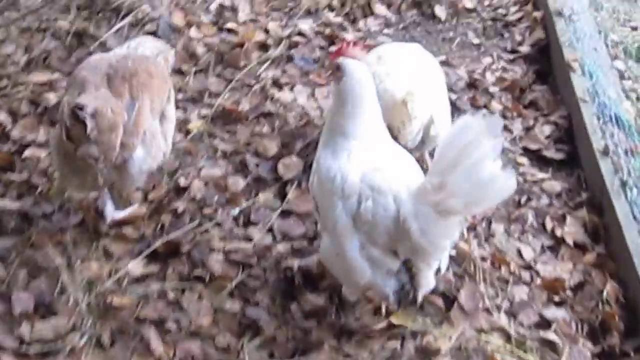 Kanat, Wirpilän kanala 005