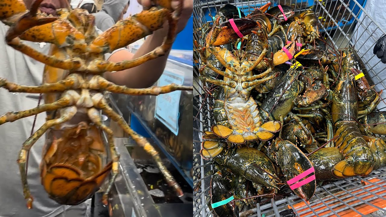 Sáng sớm đi chợ  Metro Chef bán sỉ hải sản ngập mặt, tôm hùm to kết xù mê quá mê