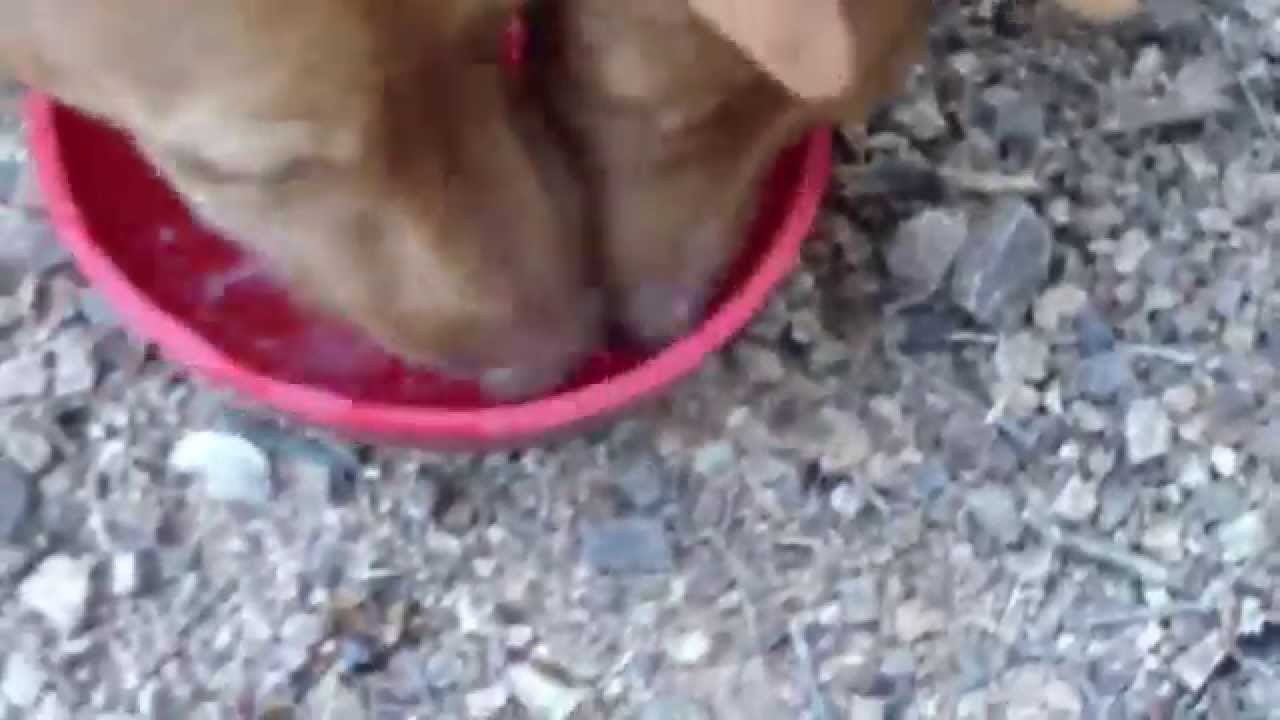 El podenco Andaluz III