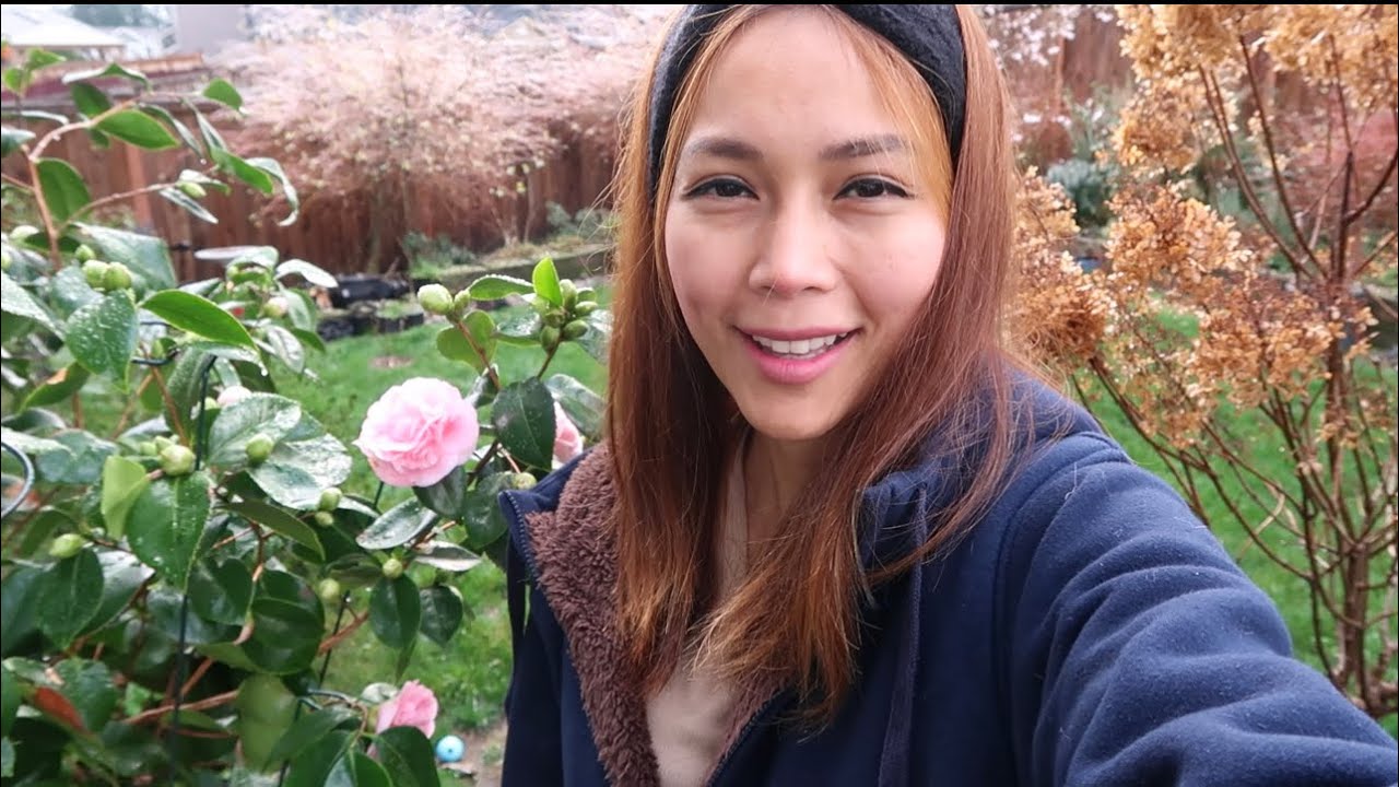 Midwinter Interest in Zone 8b Garden / Camellia ‘Debutante’ Blooms and other Evergreen Plants