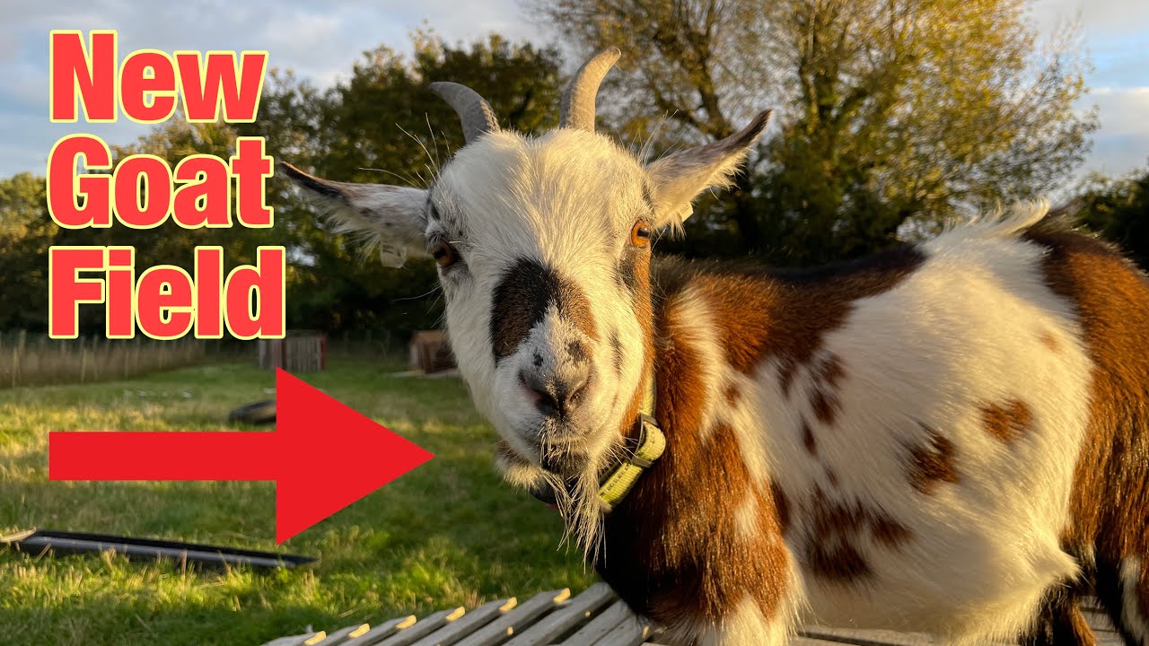 Why I Need A New Goat Field - Not What You Think