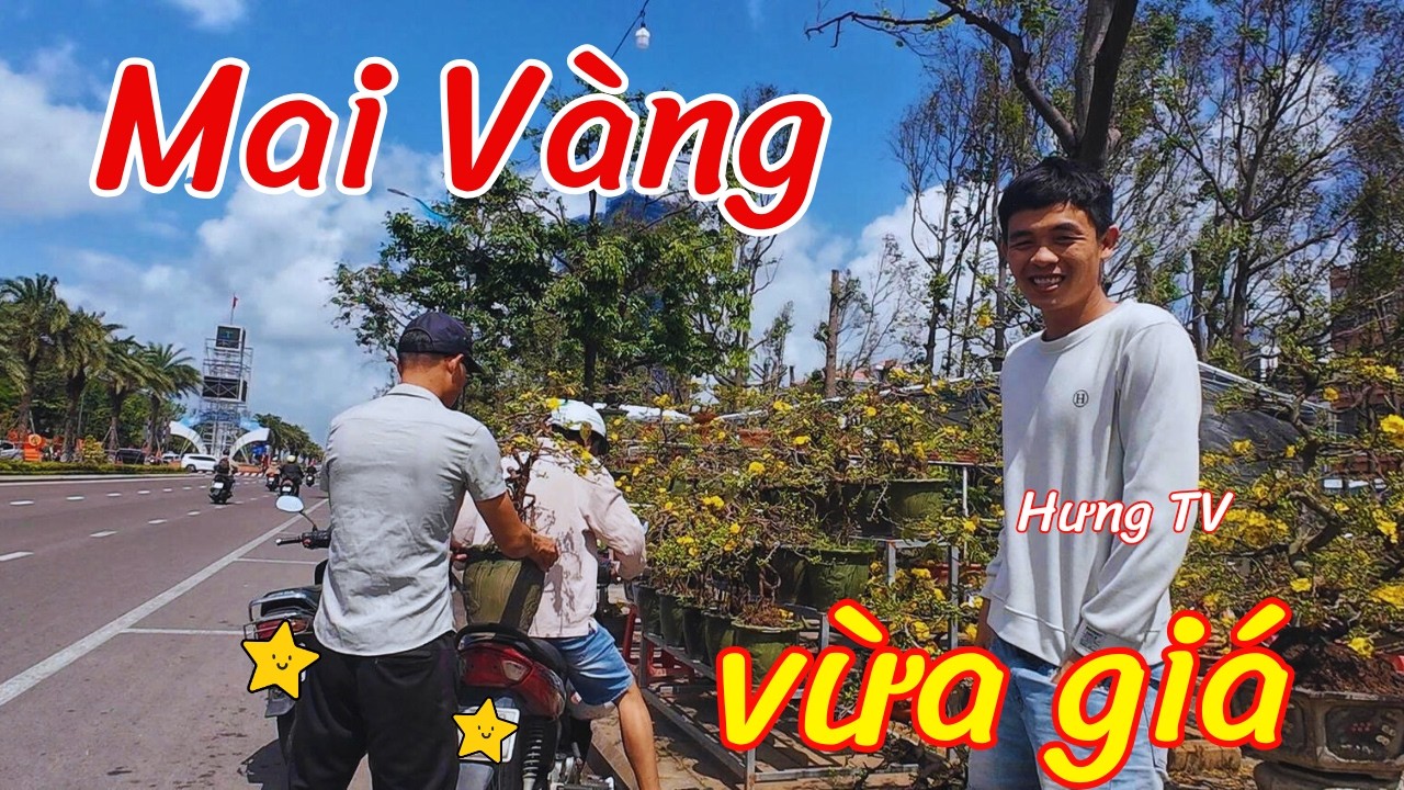 Xem gian hàng mai ở chợ hoa chủ cực vui ở chợ hoa Tết Quy Nhơn #Tet