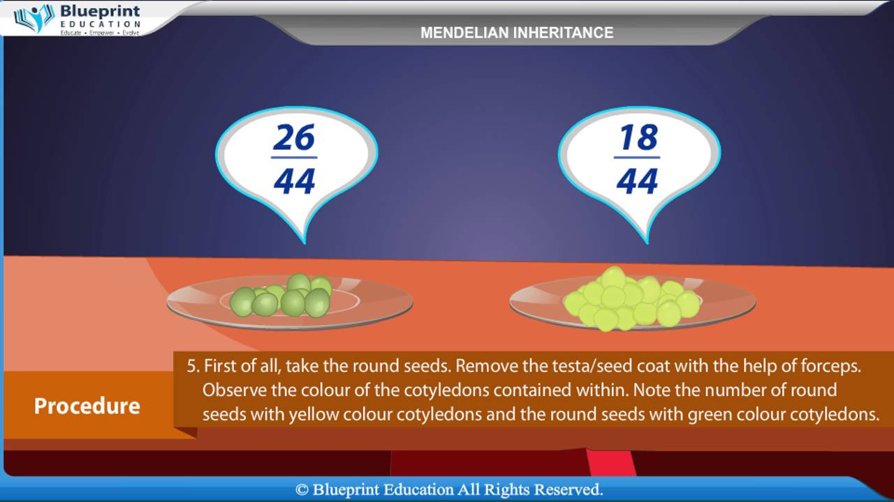 Mendelian Inheritance