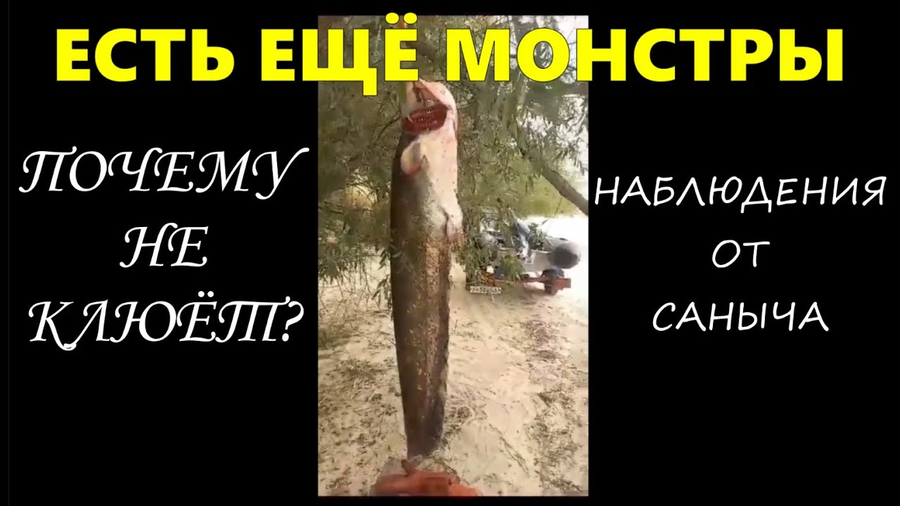 Почему не клюёт СОМ \ Наблюдения от Саныча \ #квок #сом #сомнаквок