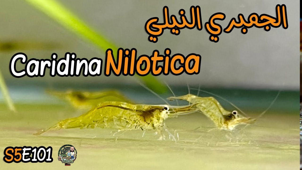 S5E101 - الجمبري النيلي Caridina Nilotica